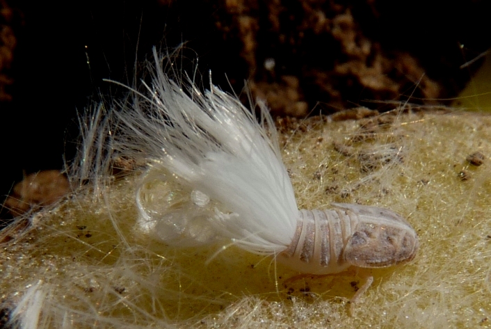 Ninfa di Cixiidae dall''Abruzzo
